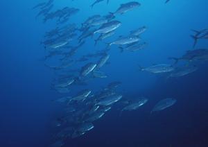 韓国・釜山の海雲台エリアで快適に滞在できる東横INN釜山海雲台2の魅力と詳細情報